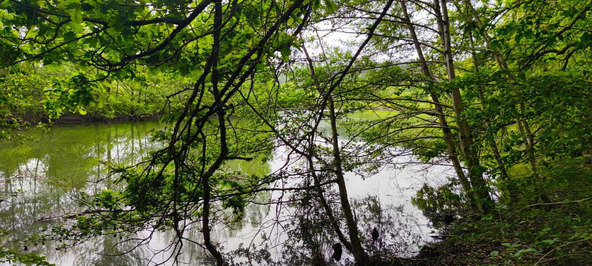 Photo du site de Lisse Lac