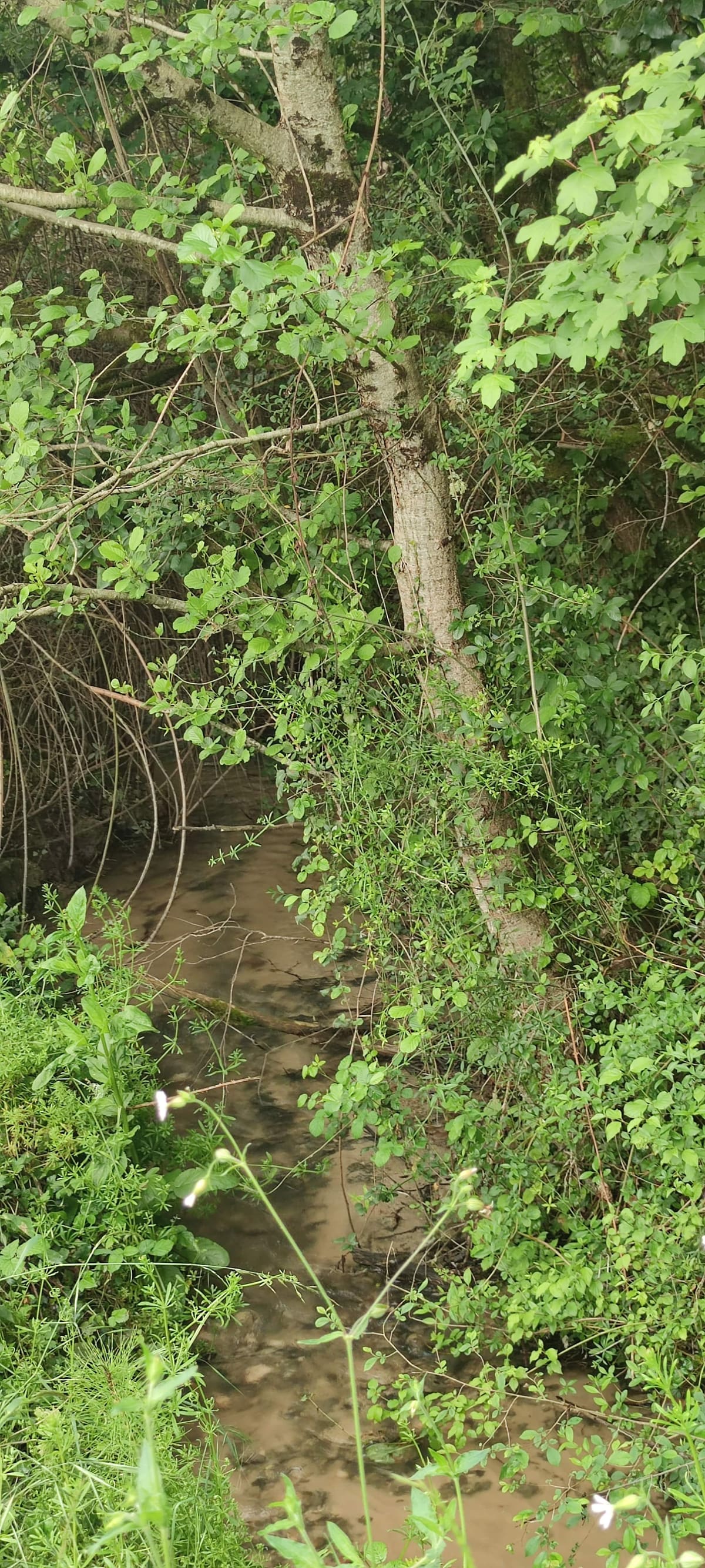 Photo du site de Lisse Lac